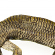 Franz Bergman – Viennese cold-painted bronze lizard with a mechanical mouth