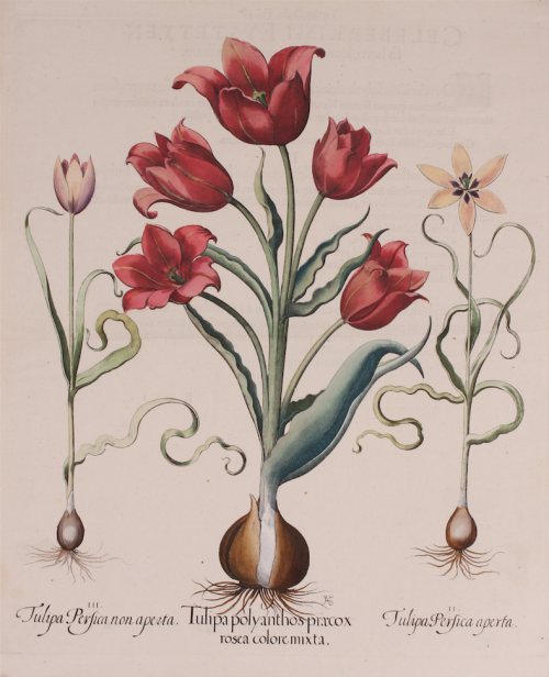 "Tulipa polyanthos praecox rosea colore mixta..." - tulips from Basilius Besler's florilegium